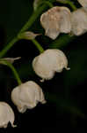 Lily of the valley